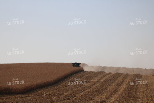 Corn Harvest 82108