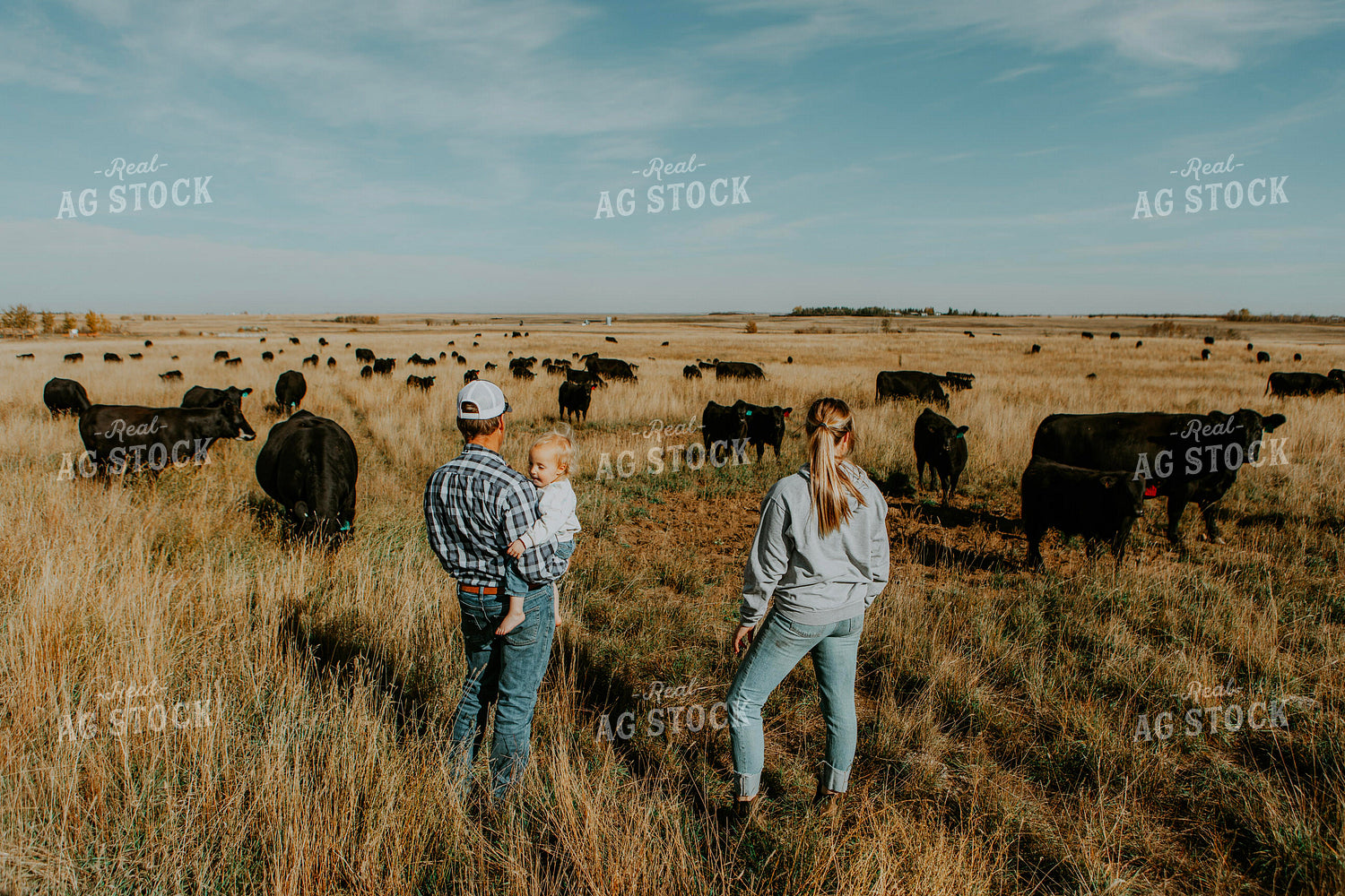 Ranch Family Checks Cows 187085