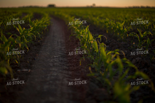 Corn - Early Growth 1079