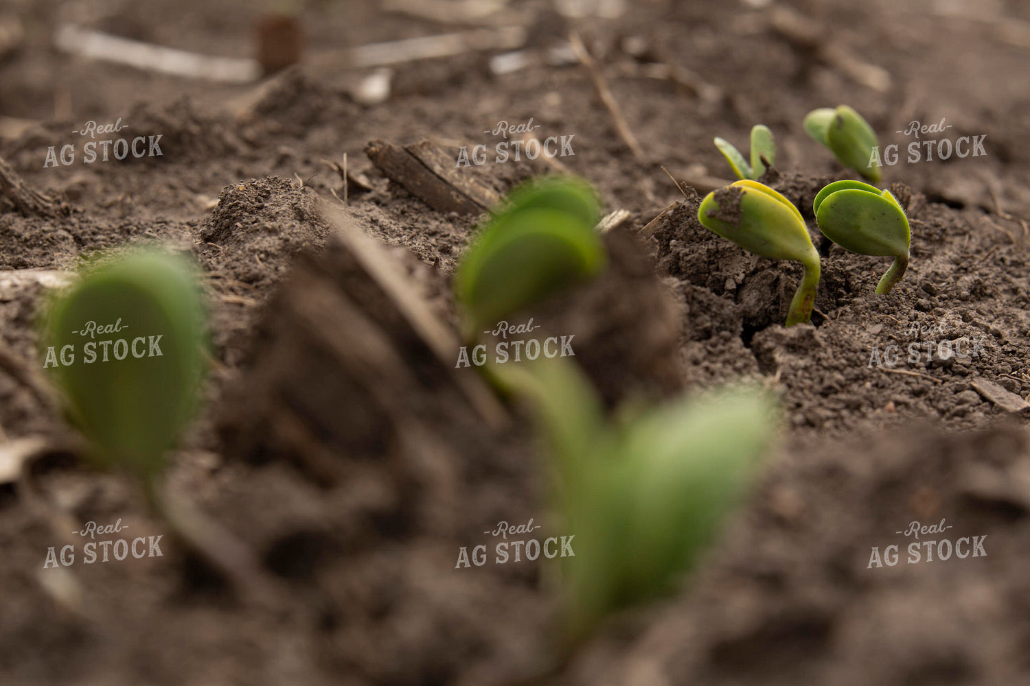 Soybeans - Early Growth 1387