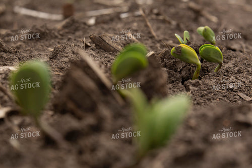 Soybeans - Early Growth 1387