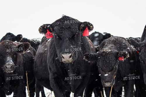 Angus Cattle 155011