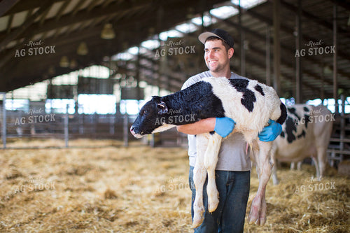 Holstein Calf with Farmer 55145