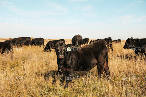 Angus Calves on Pasture 187071