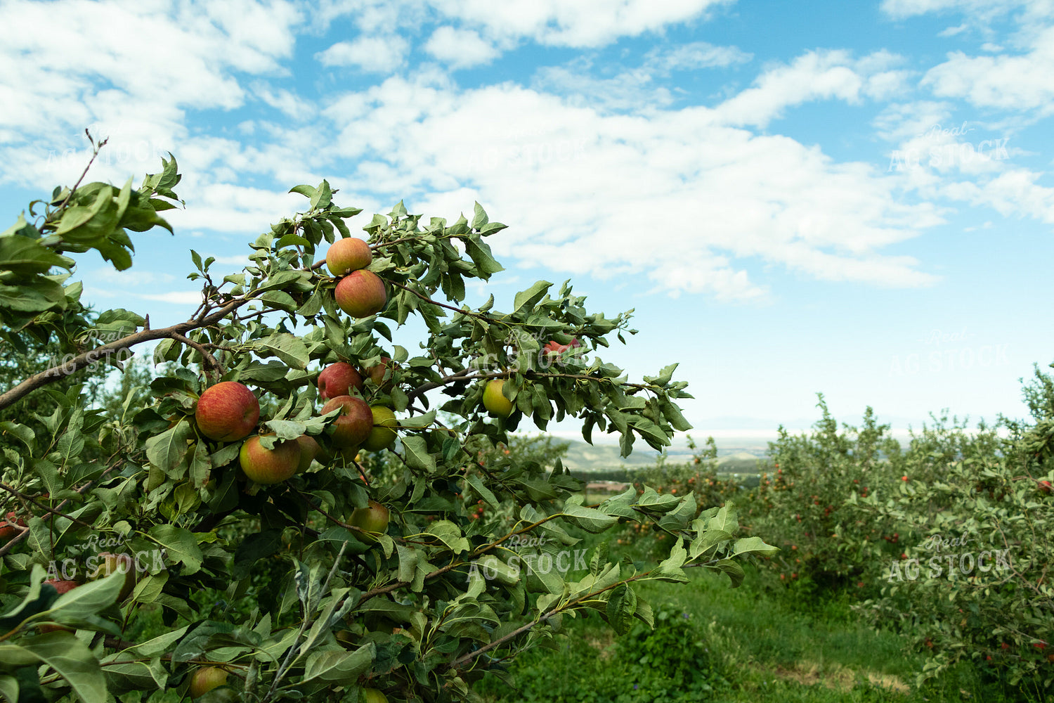 Farm Kid Picking Apples 60080