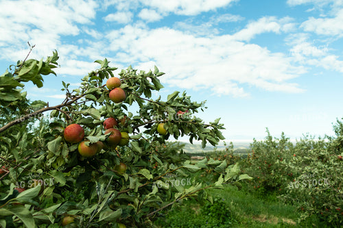 Farm Kid Picking Apples 60080