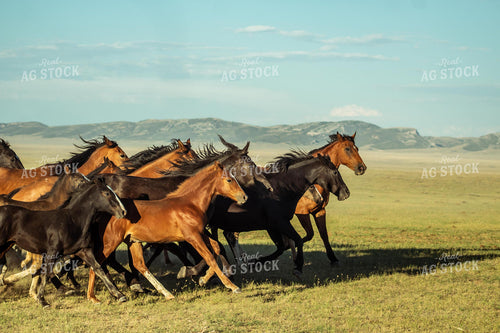 Horses Running 58018