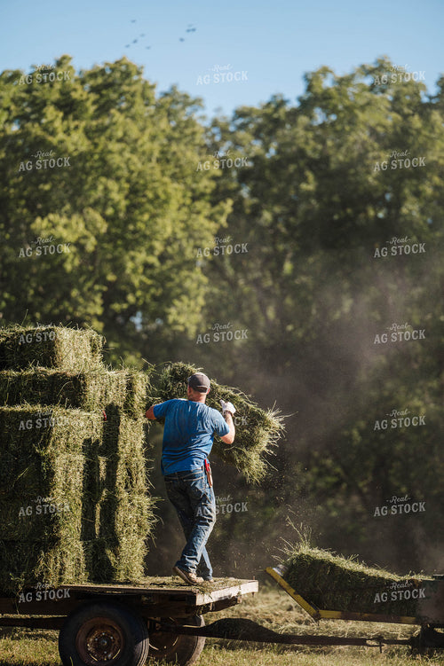 Farmer Throwing Hay Bales 115327