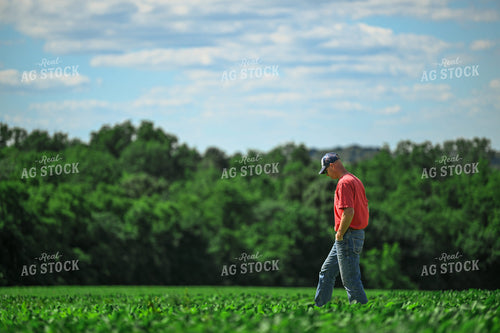 Farmer Scouting Soybean Field 191319