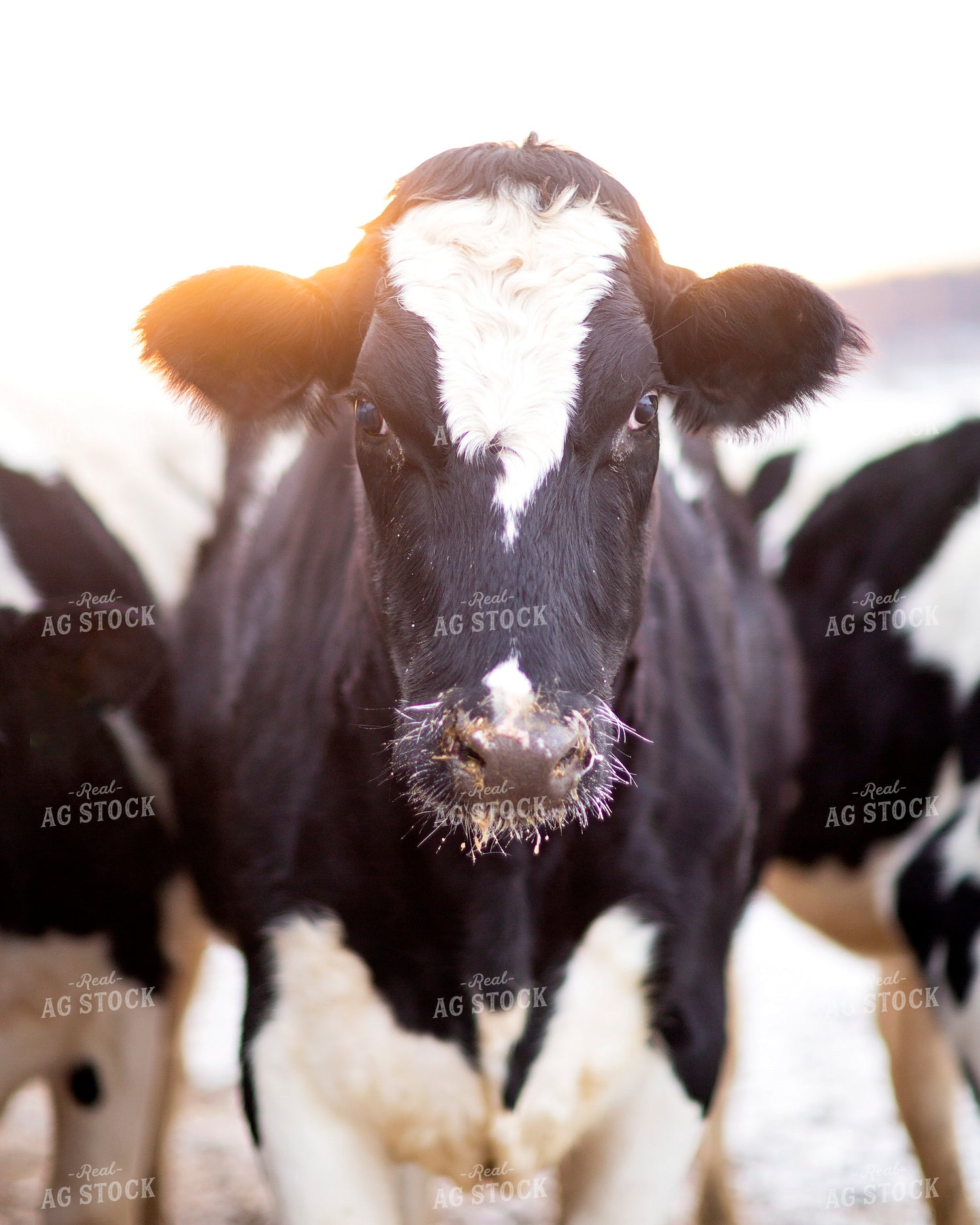 Holstein Cattle 55232
