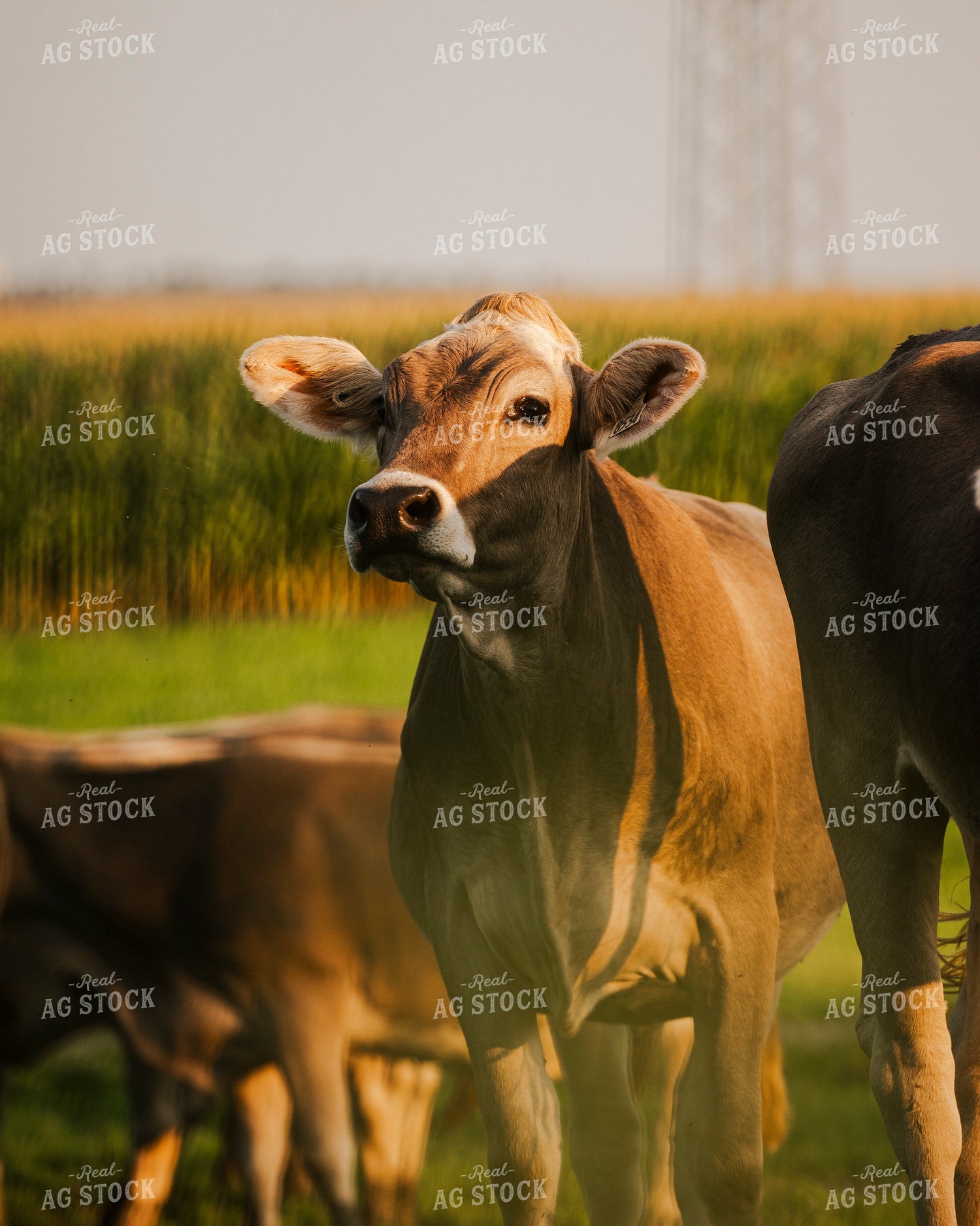 Brown Swiss Cattle 195024