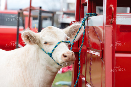 Clipping Show Cow 52834