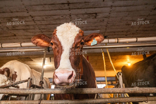 Dairy Cattle in Barn 270686