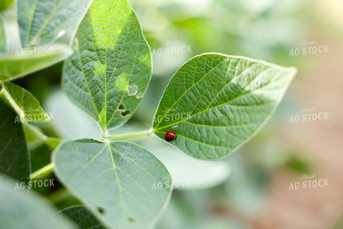 Ladybug on Soybean Leaf 178151