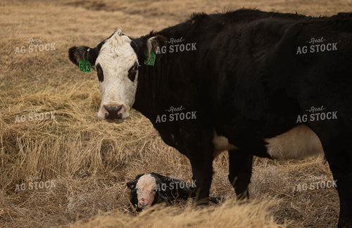 Cow Calf Pair 303024