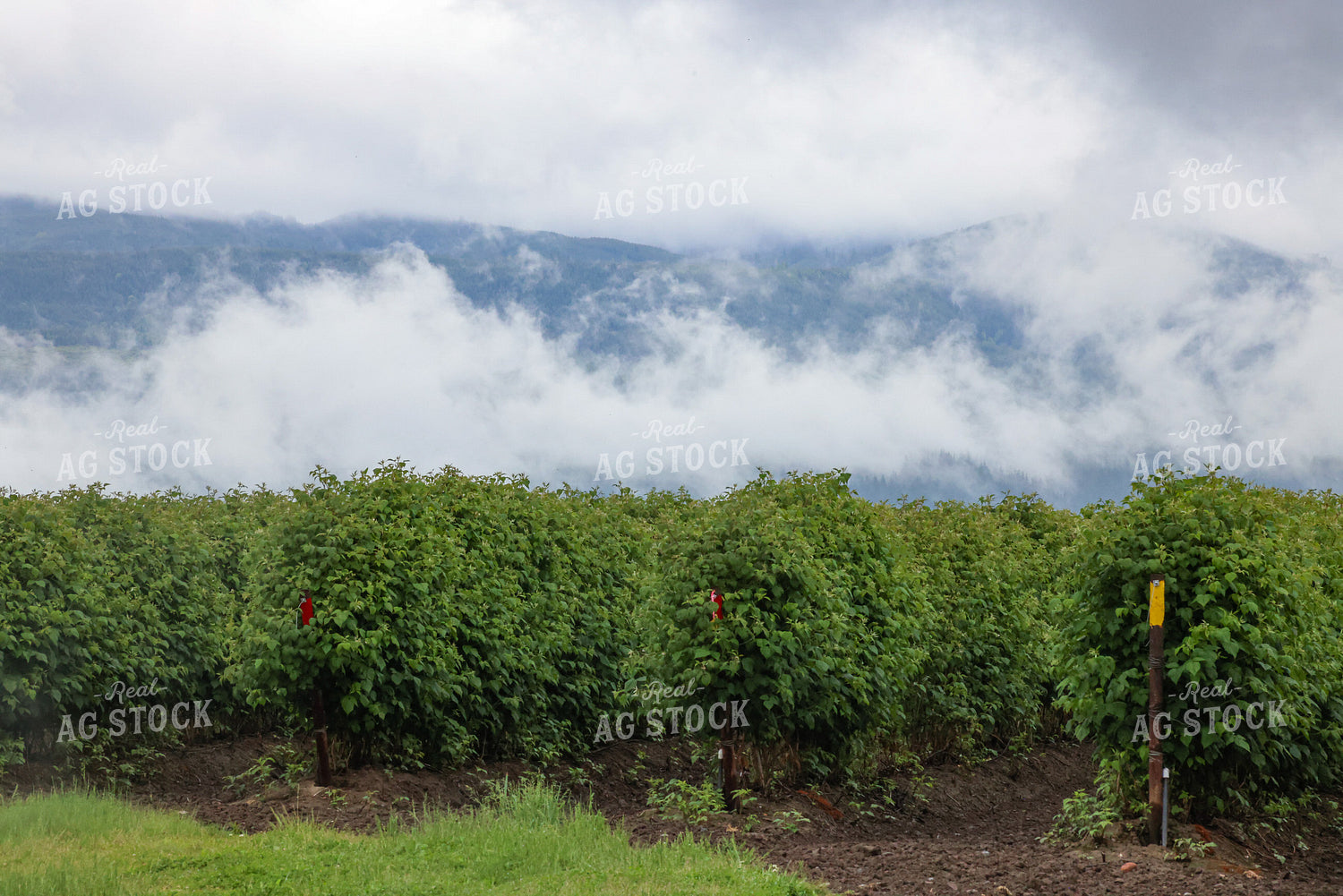 Raspberry Bushes 261096