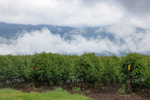 Raspberry Bushes 261096