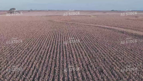 Aerial of White Milo Field 239073
