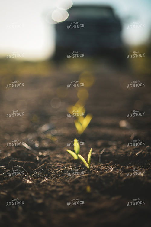 Early Growth Corn 191042