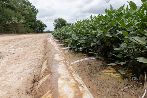 Irrigated Soybean Field 79821