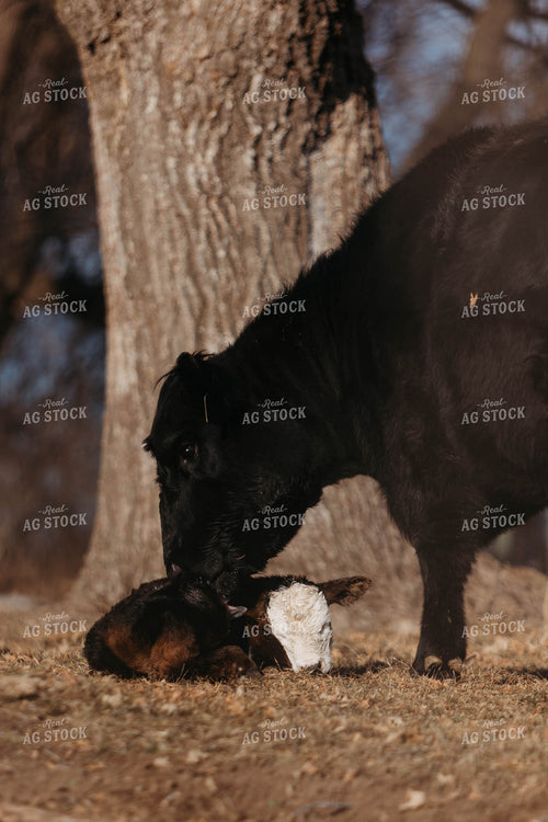 Black Baldy Cow Calf Pair 174003