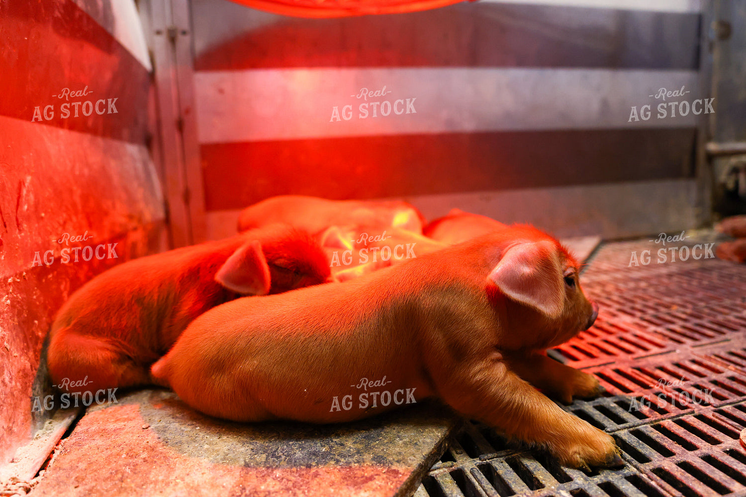 Piglets 233030