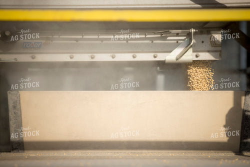 Unloading Harvested Soybeans 250047