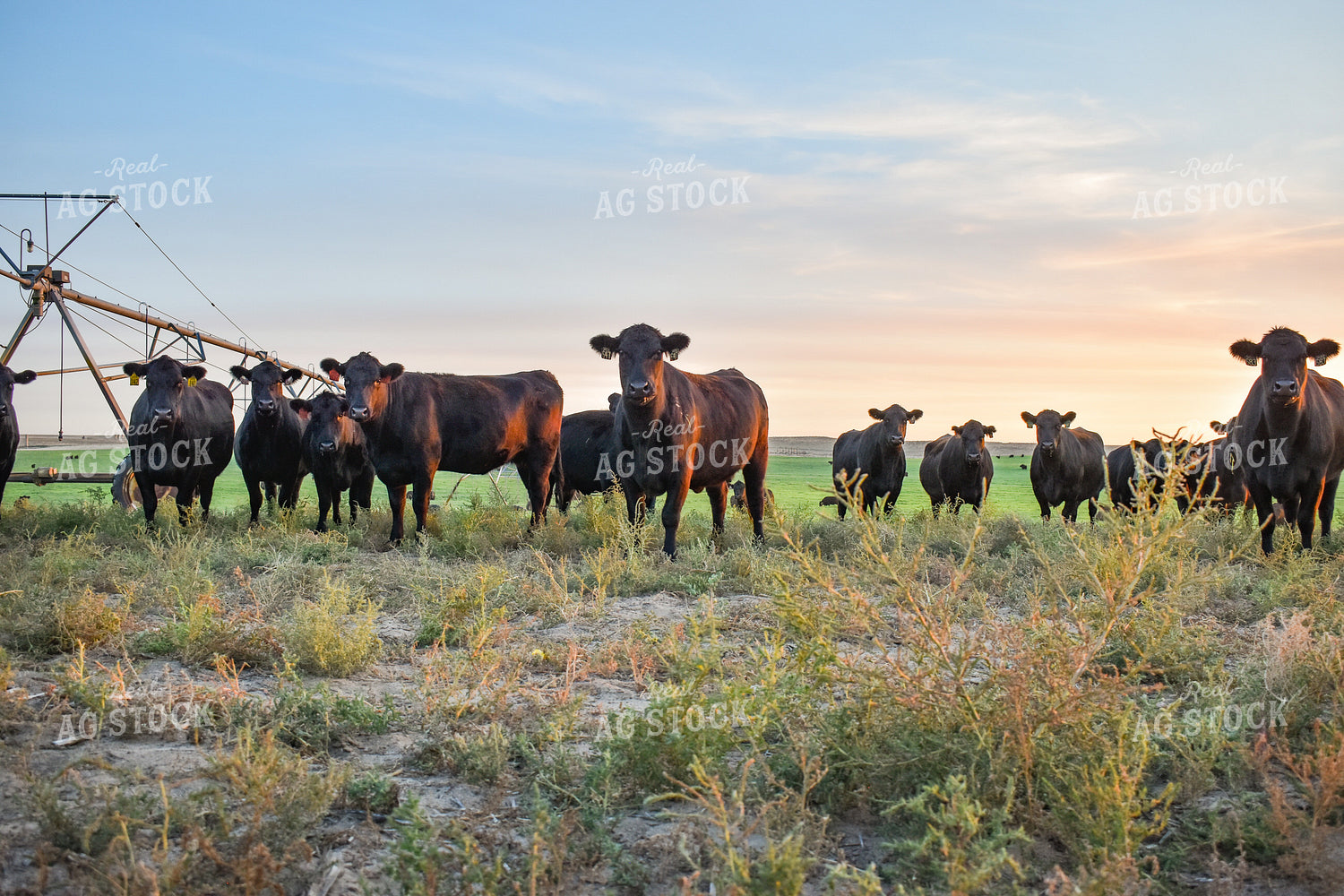 Cattle on Irrigated Pasture 56100