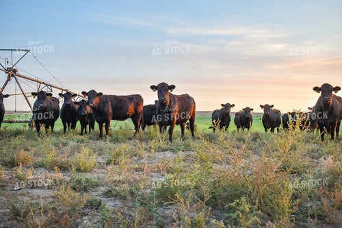 Cattle on Irrigated Pasture 56100