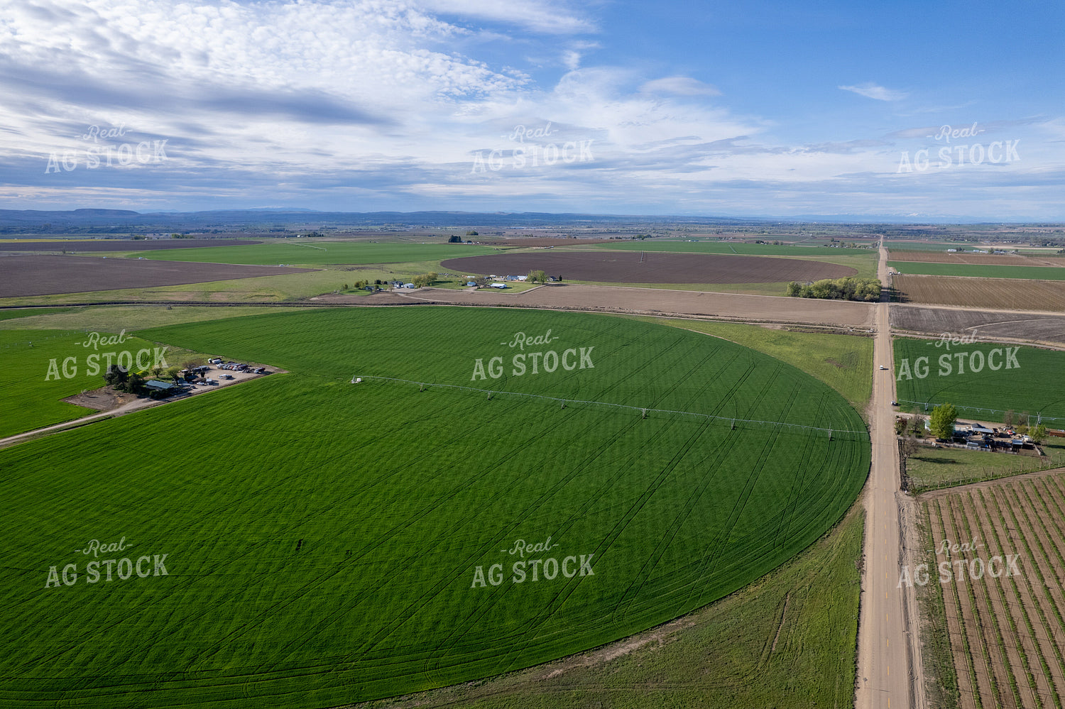 Aerial of Winter Wheat Field 65731