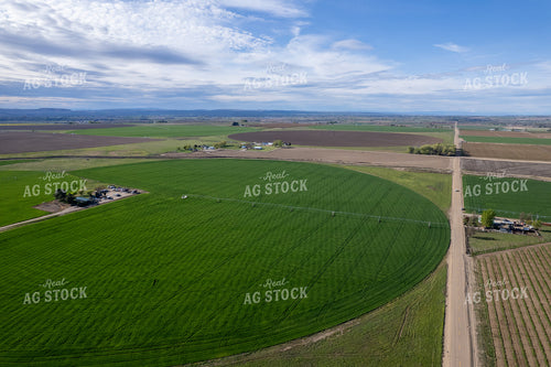 Aerial of Winter Wheat Field 65731