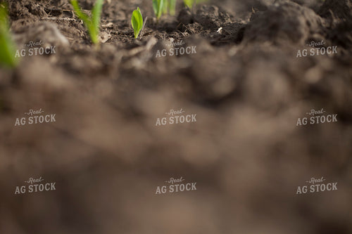 Corn - Early Growth 1179