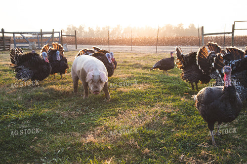 Pig and Turkeys 276088