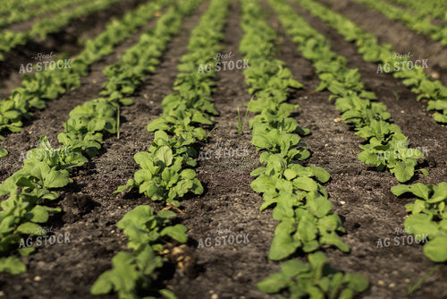 Radish Field 7343