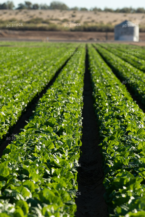 Field of Lettuce 105056