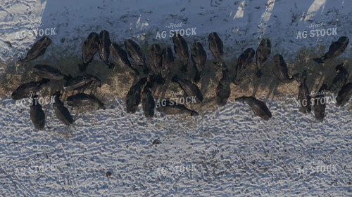 Aerial of Feeding Cattle in Winter 239527