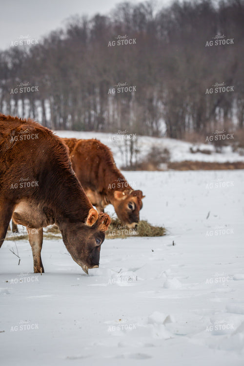 Jersey Cattle in Snow 270675