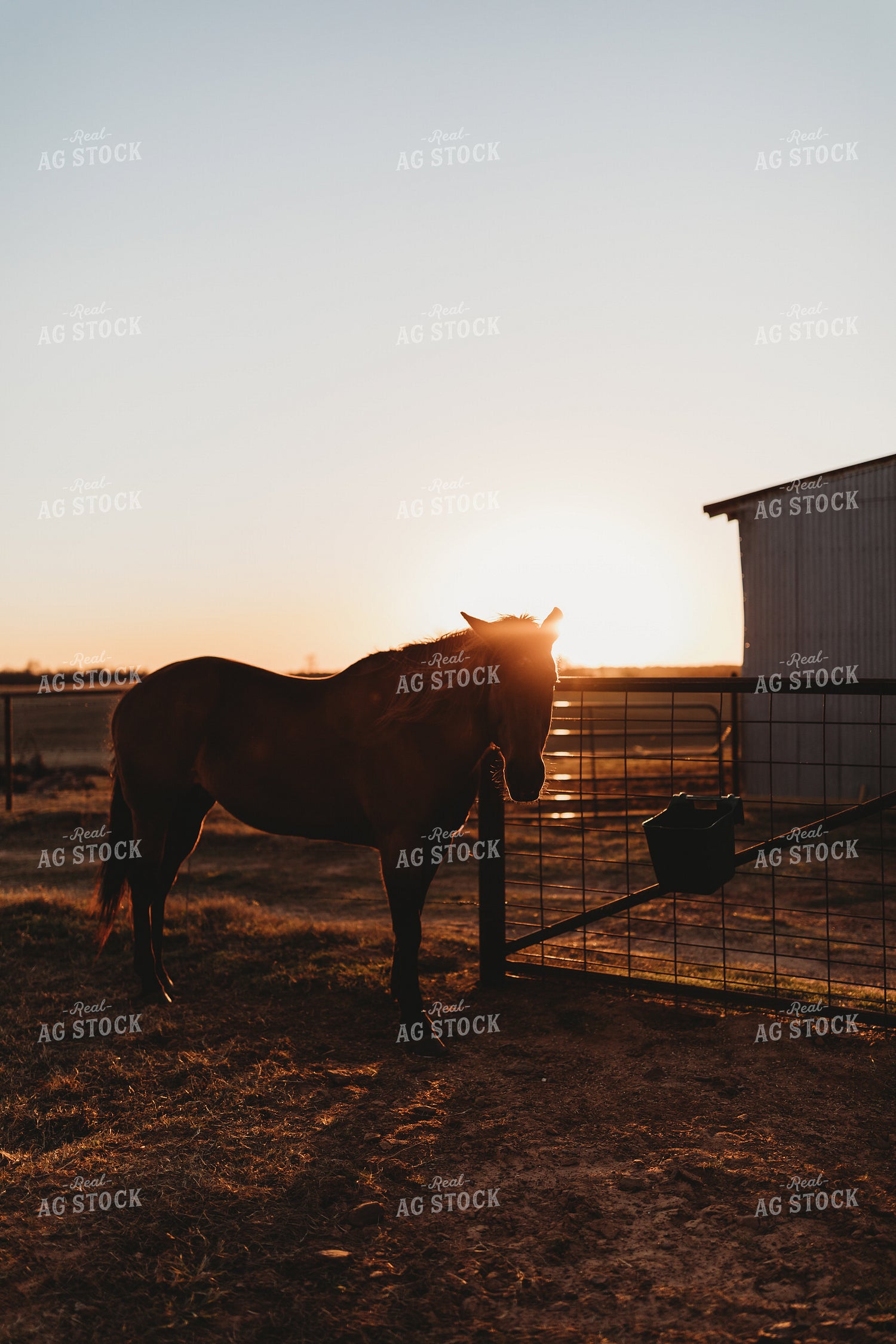 Horse 203043