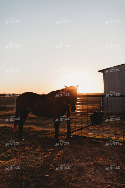 Horse 203043