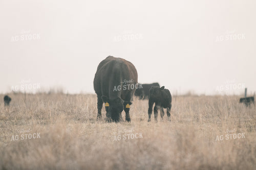 Angus Cow and Calf 72030