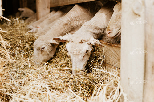 Sheep Eating Straw 68134