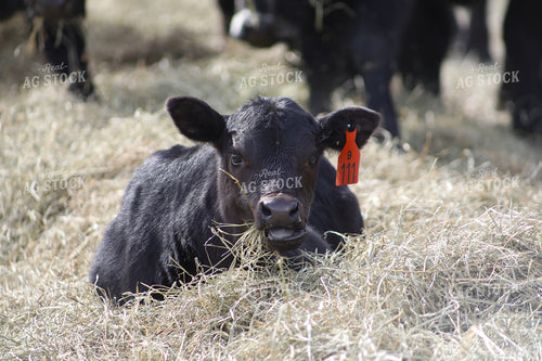 Angus Calf Playing in Hay 117205