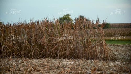 Harvesting Corn on Hilly Ground - 415