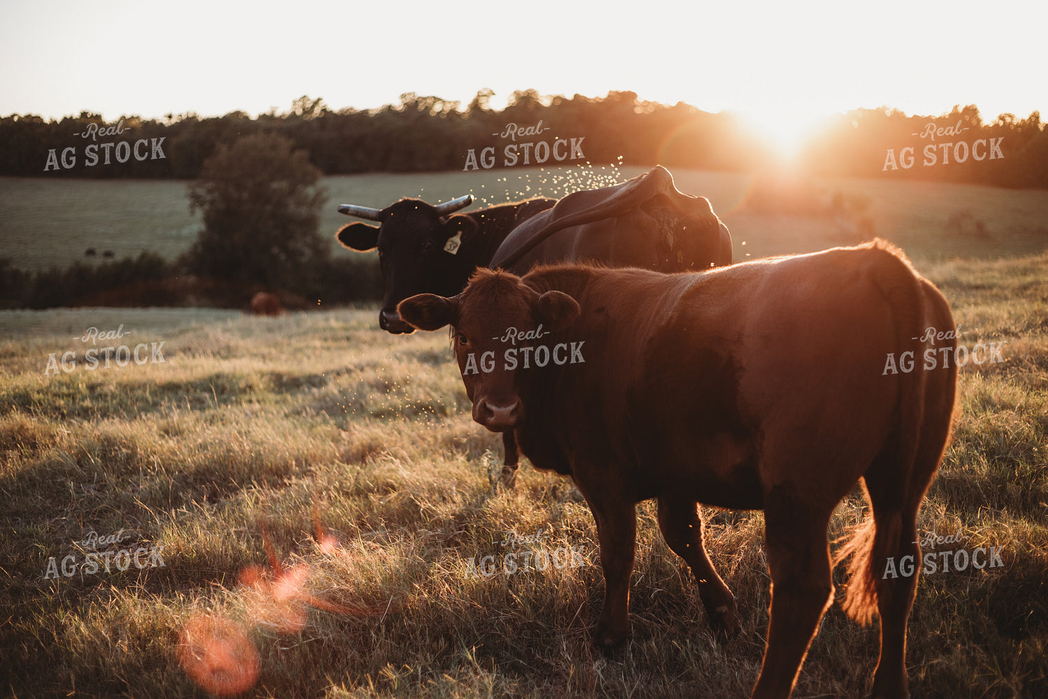 Cattle on Pasture 203033