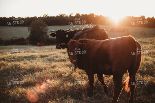 Cattle on Pasture 203033