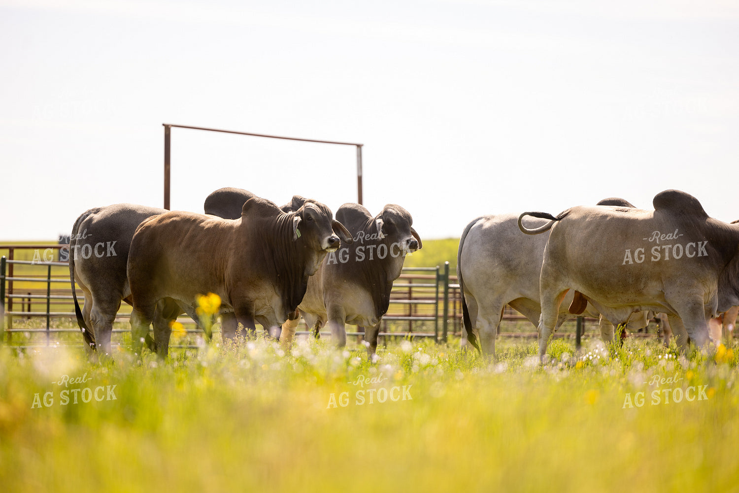 Brahman Cattle 99040