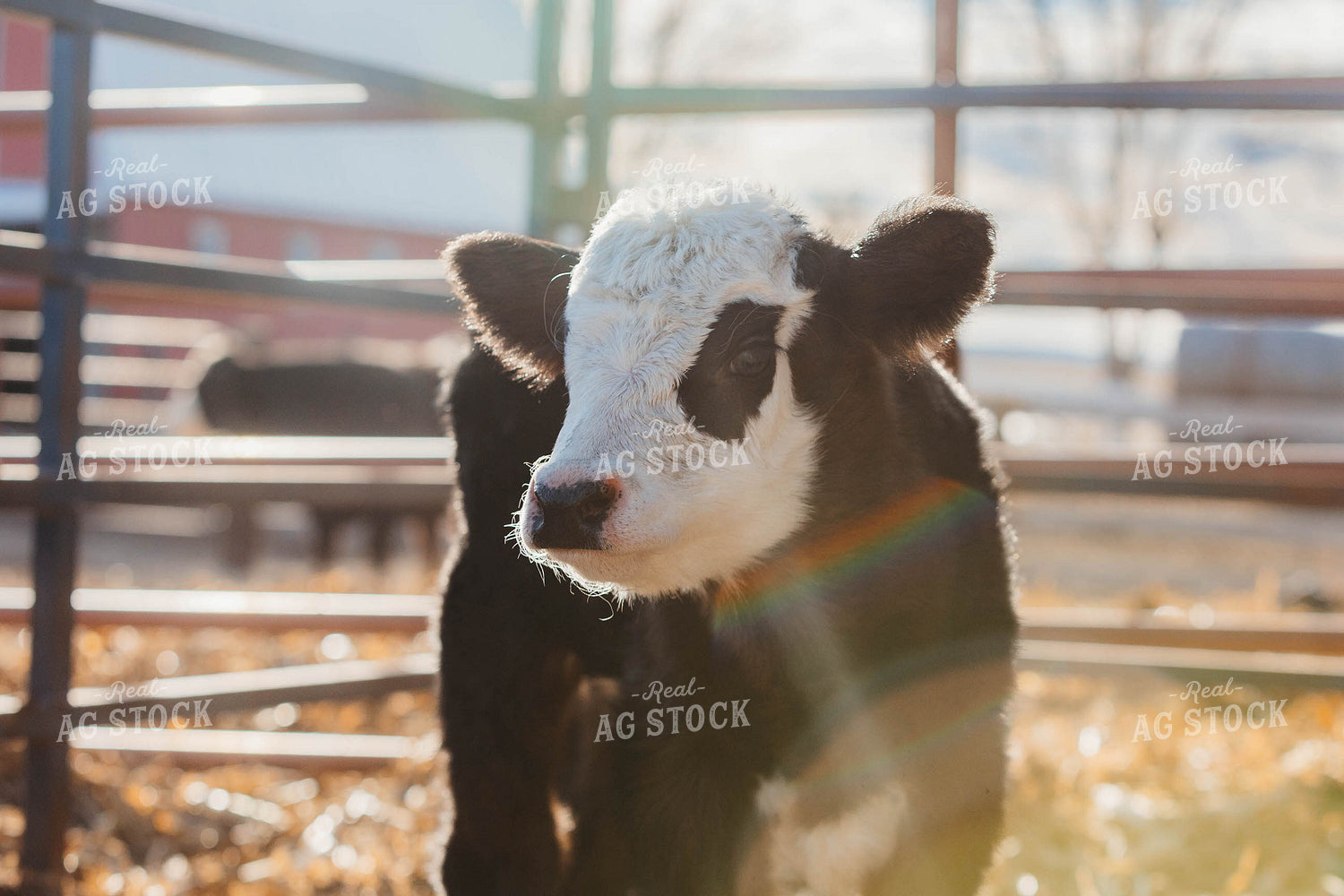 Simmental Calf 174036