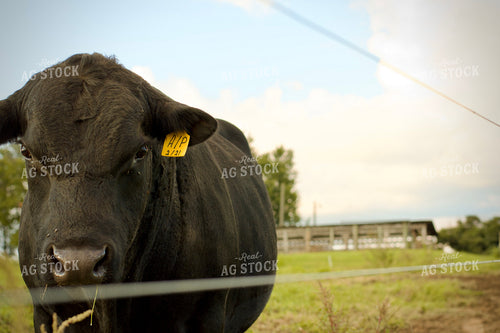 Angus Bull 251000