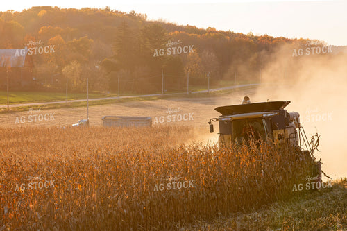 Corn Harvest 55341