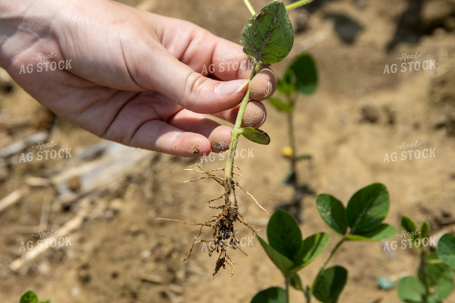 Farmer Checking Soybean Roots 52219